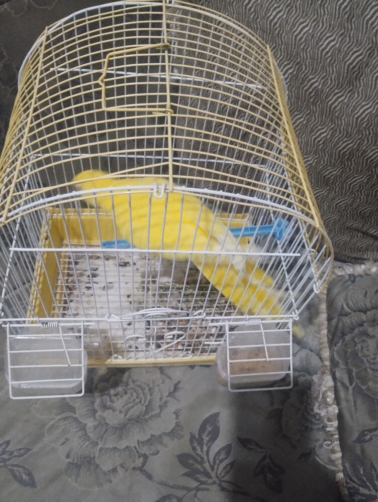 yellow Ring neck Breader Female - 1