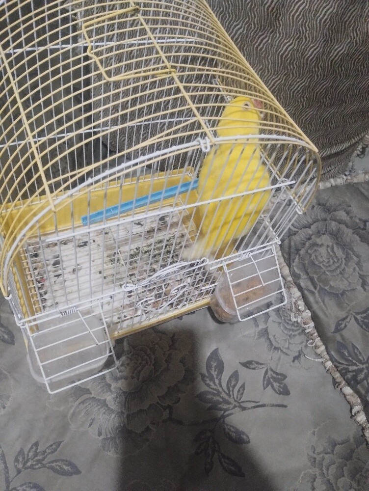 yellow Ring neck Breader Female - 4