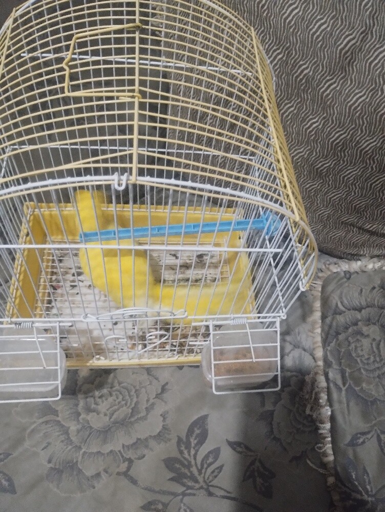 yellow Ring neck Breader Female - 2
