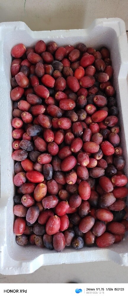 لوز رطب و سمن بقر قطر - 16