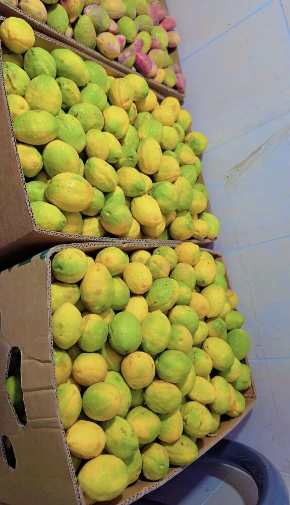 لوز رطب و سمن بقر قطر - 15