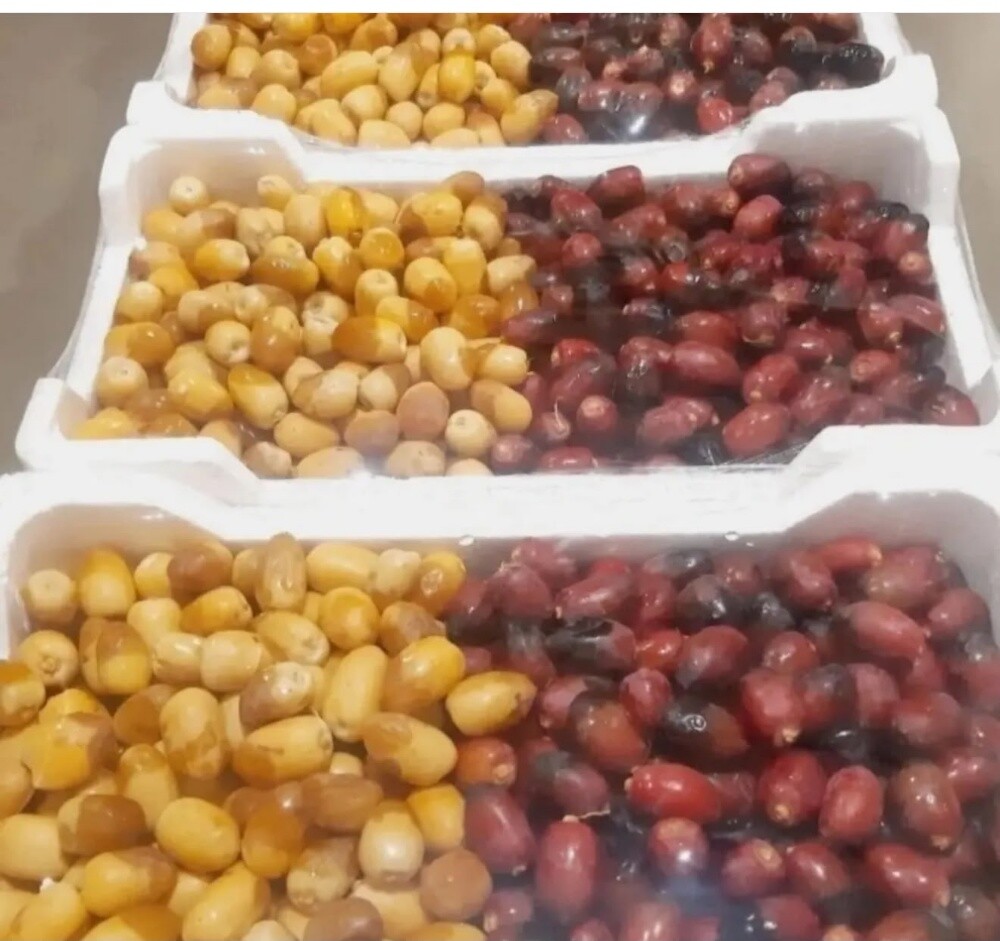 لوز رطب و سمن بقر قطر - 17
