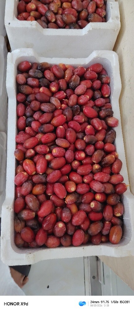 لوز و رطب - 9