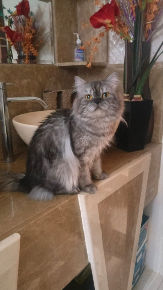 pet cat - 2