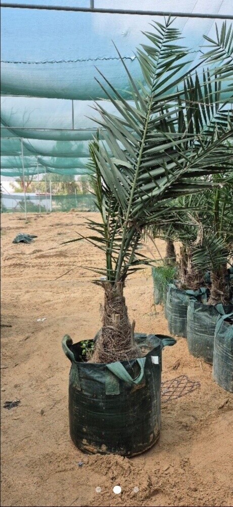 نخل وفصايل - 3