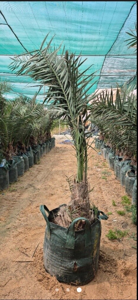 نخل وفصايل - 4