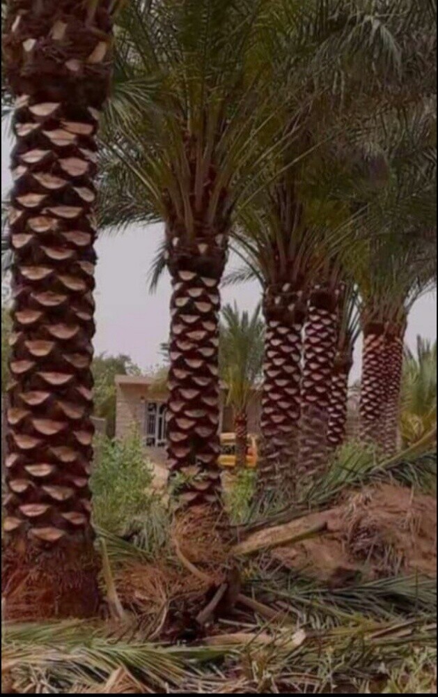 نخيل الاخلاص - 2
