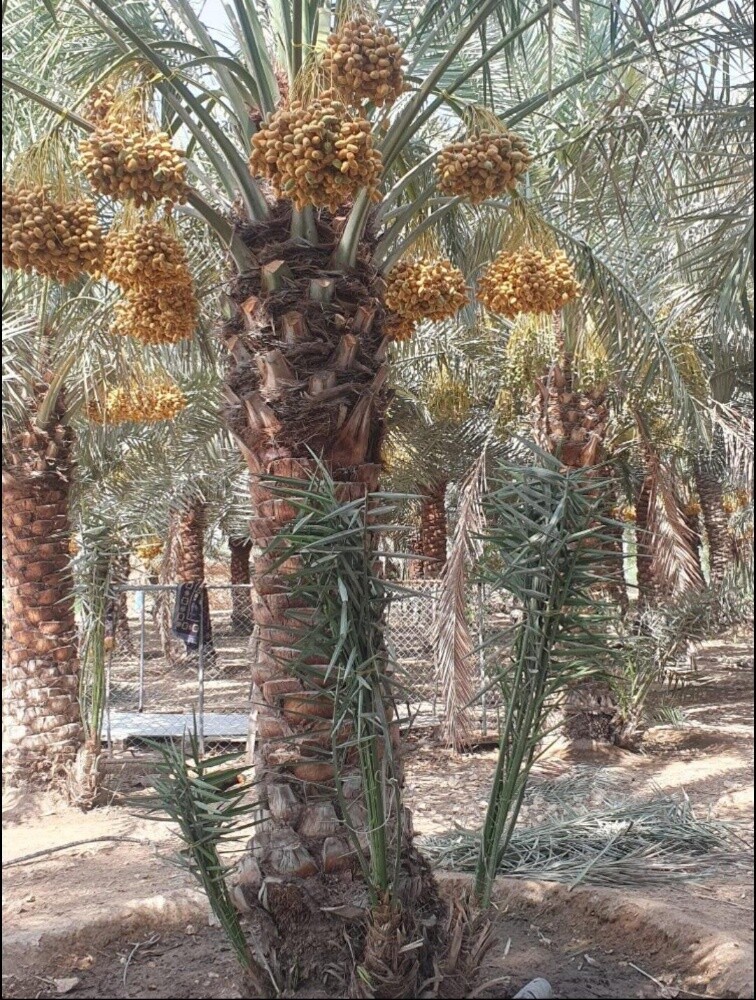 نخيل الاخلاص - 1