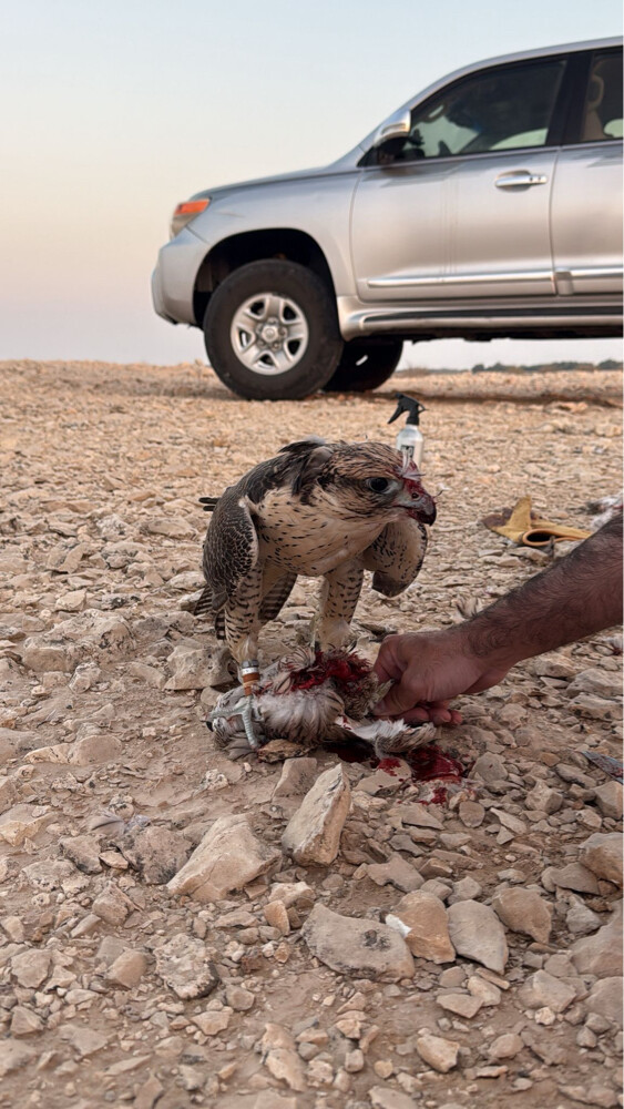 للبيع - 3
