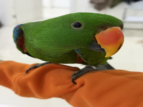 Eclectus Bird - 1