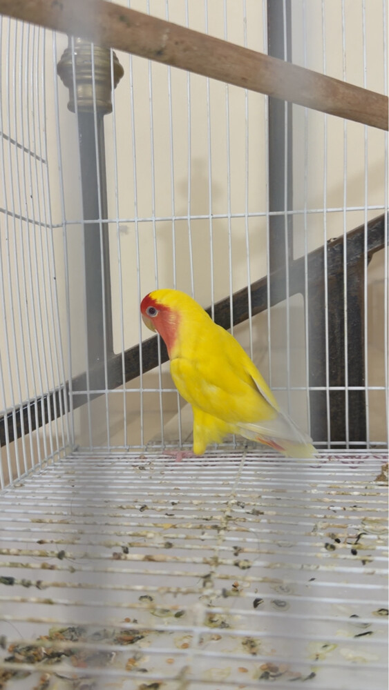 بغباء الروز - 2