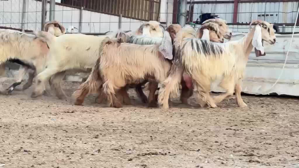 للبيع معزه عوارض صفر صنف طيبه  - 5