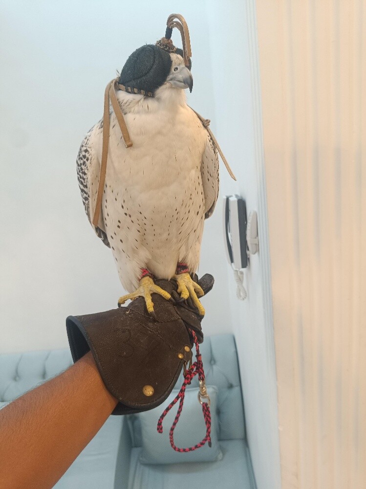 جير بيور - 5
