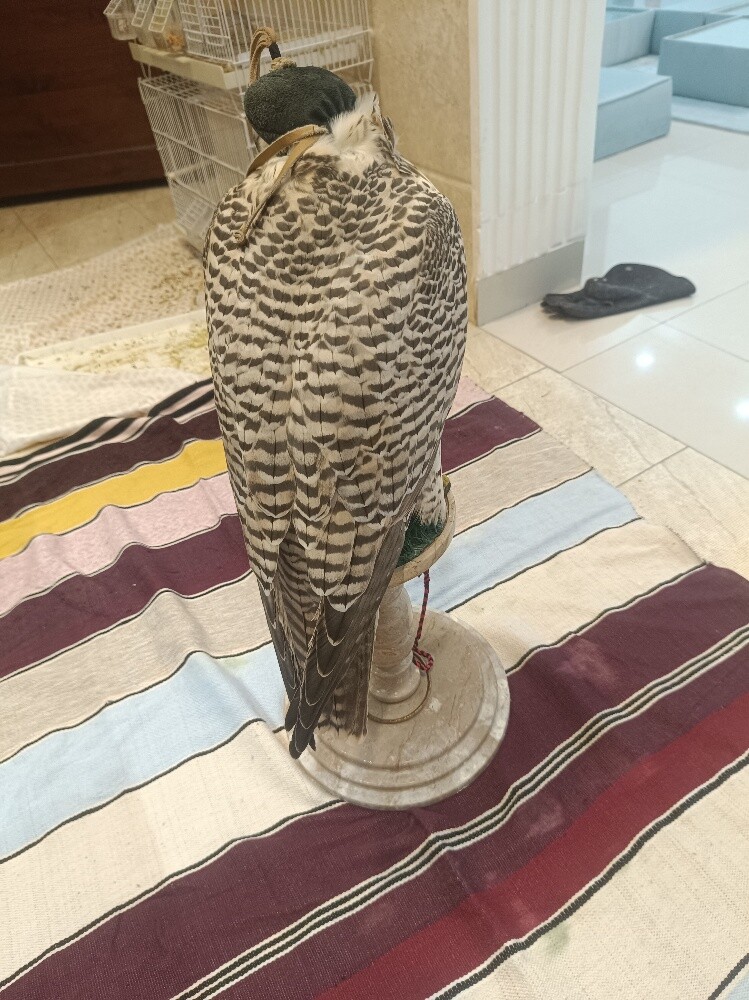جير بيور - 3