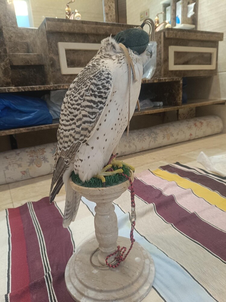 جير بيور - 4