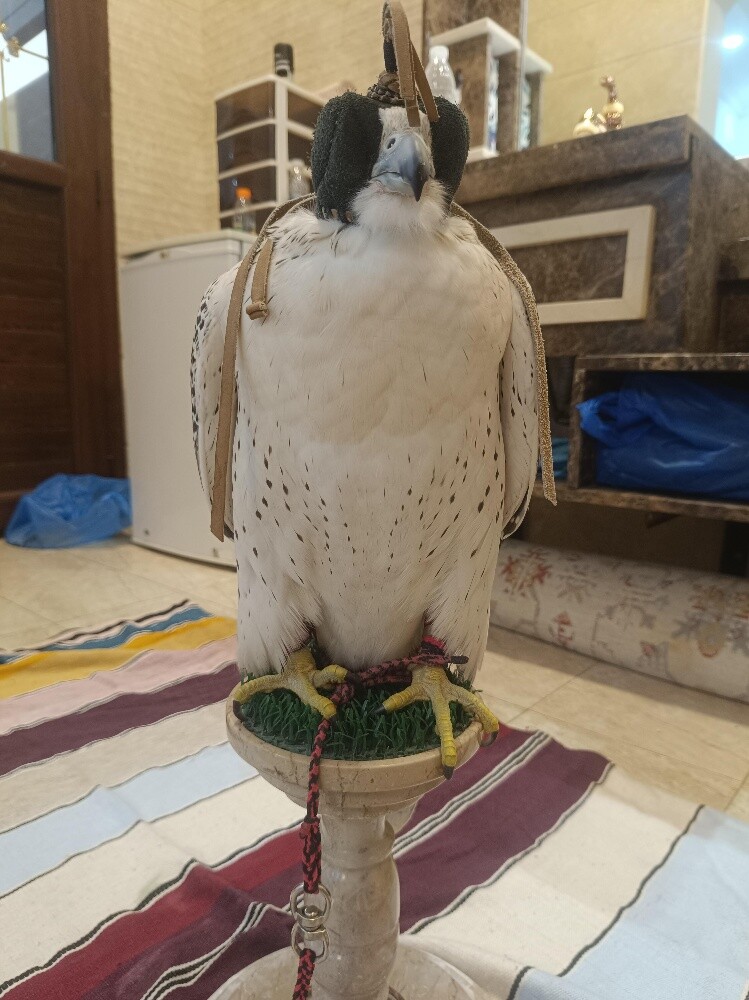 جير بيور - 2