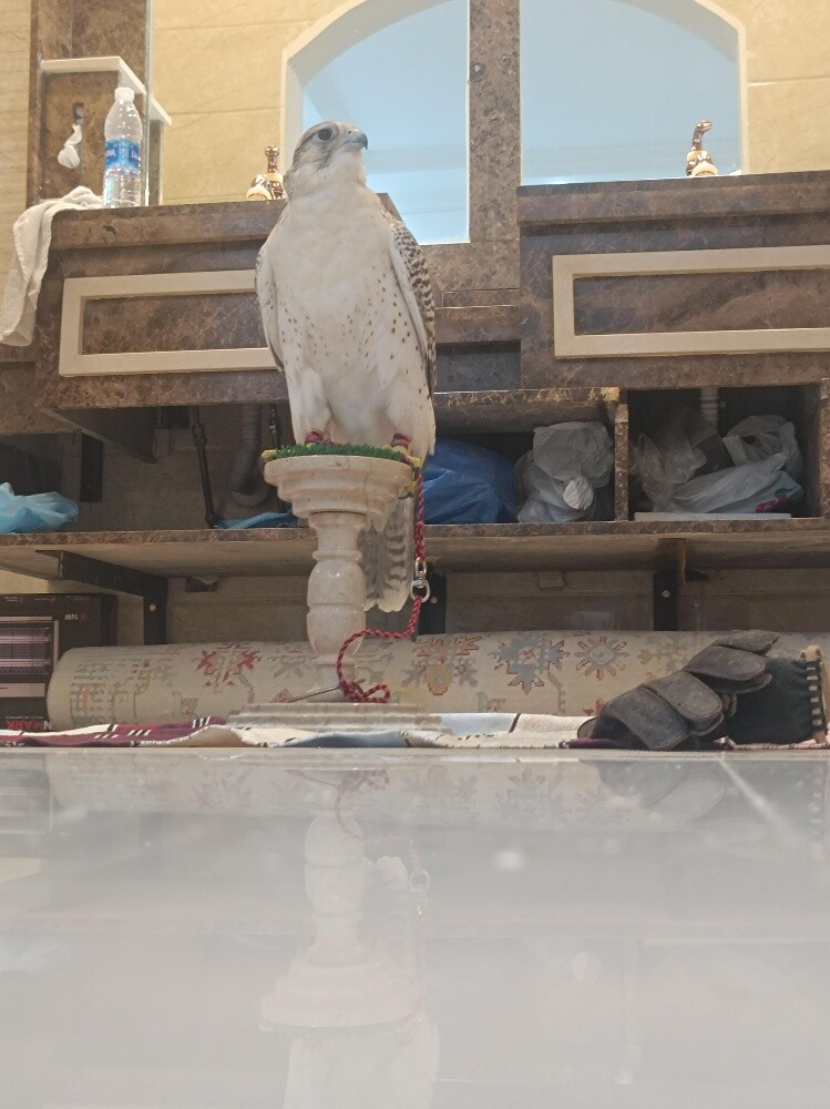 جير بيور - 7