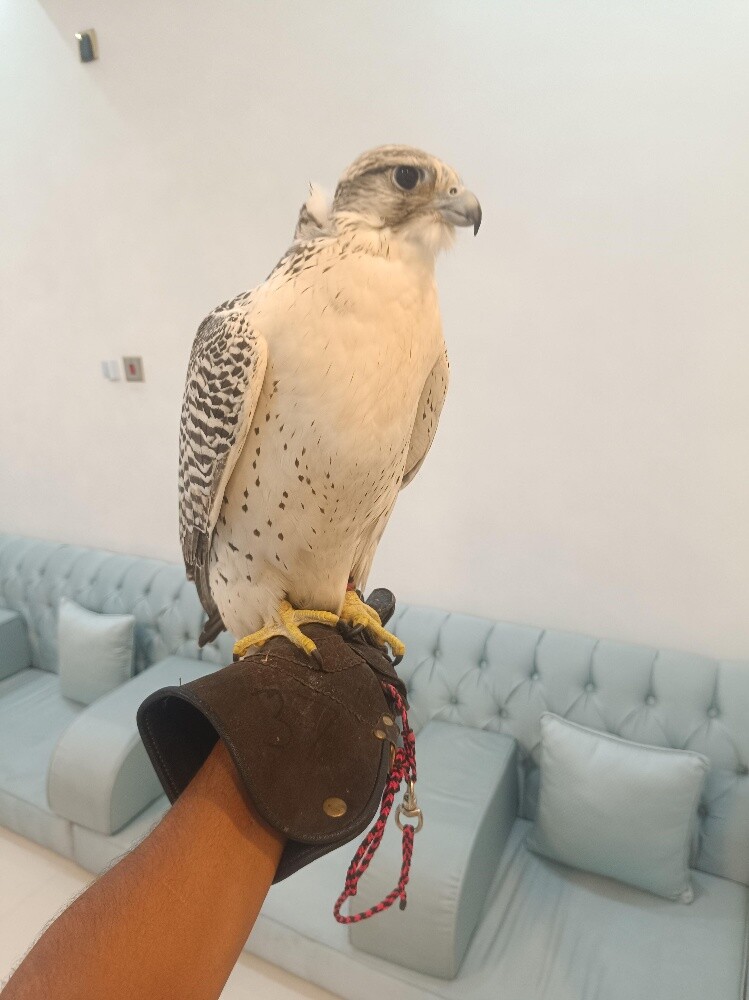 جير بيور - 9