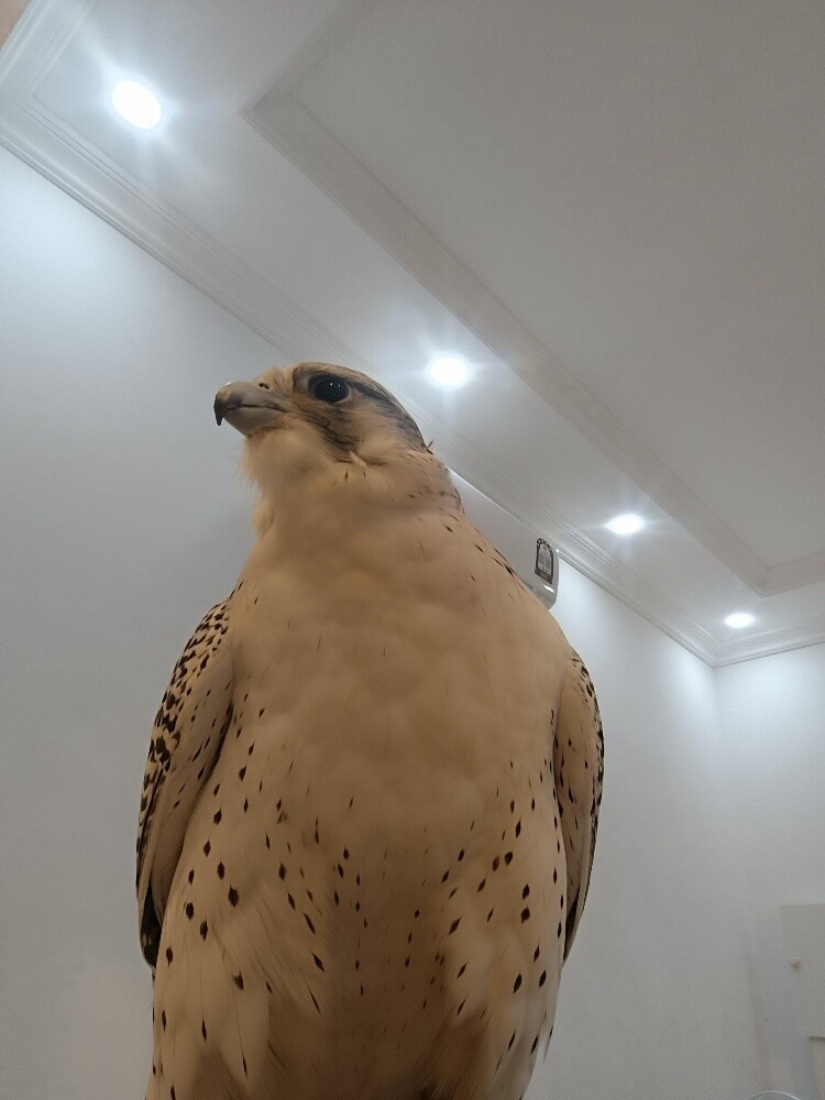 جير بيور - 8