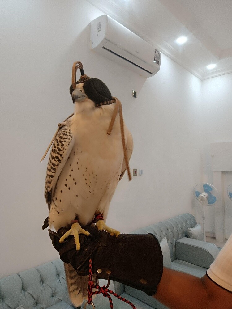 جير بيور - 1