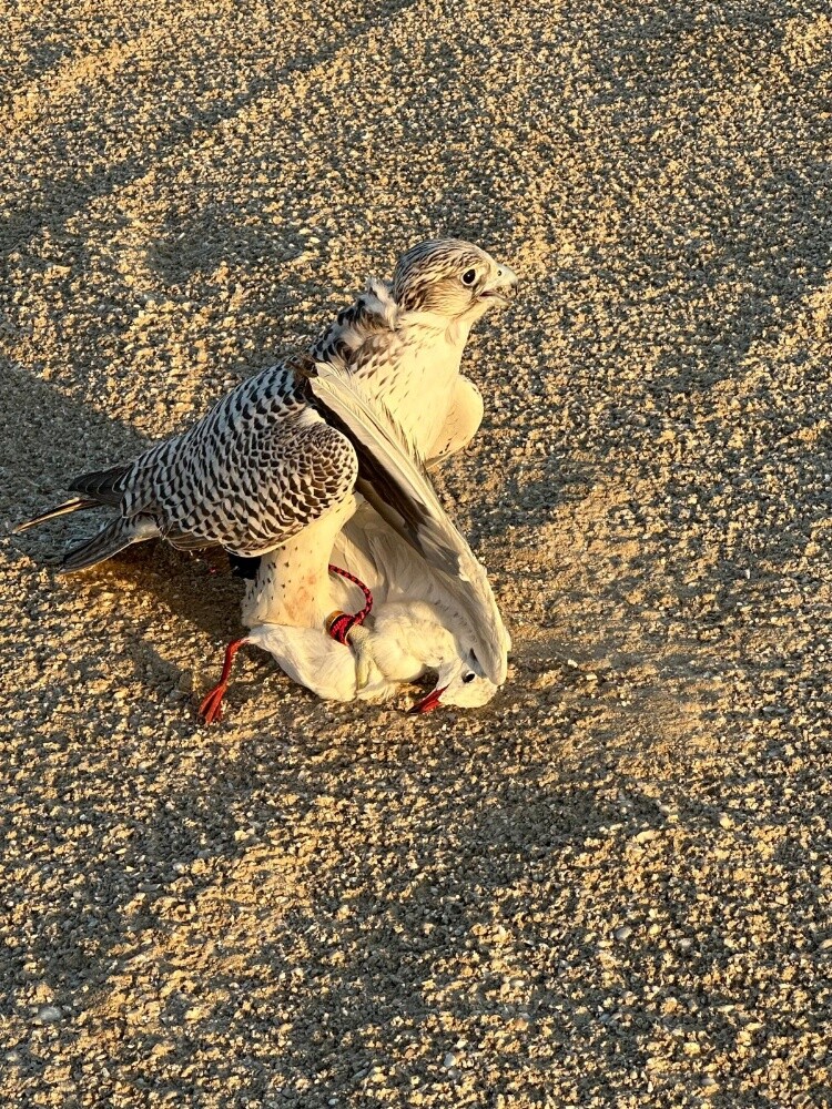 جير بيور - 11