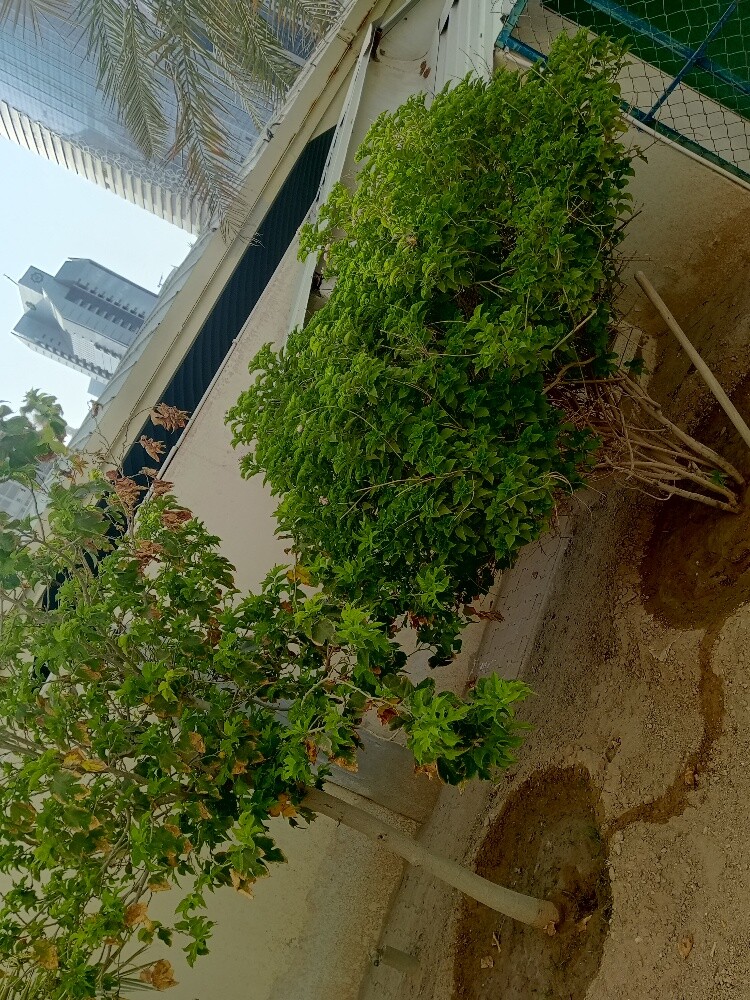 شاھی البلوشیی - 4