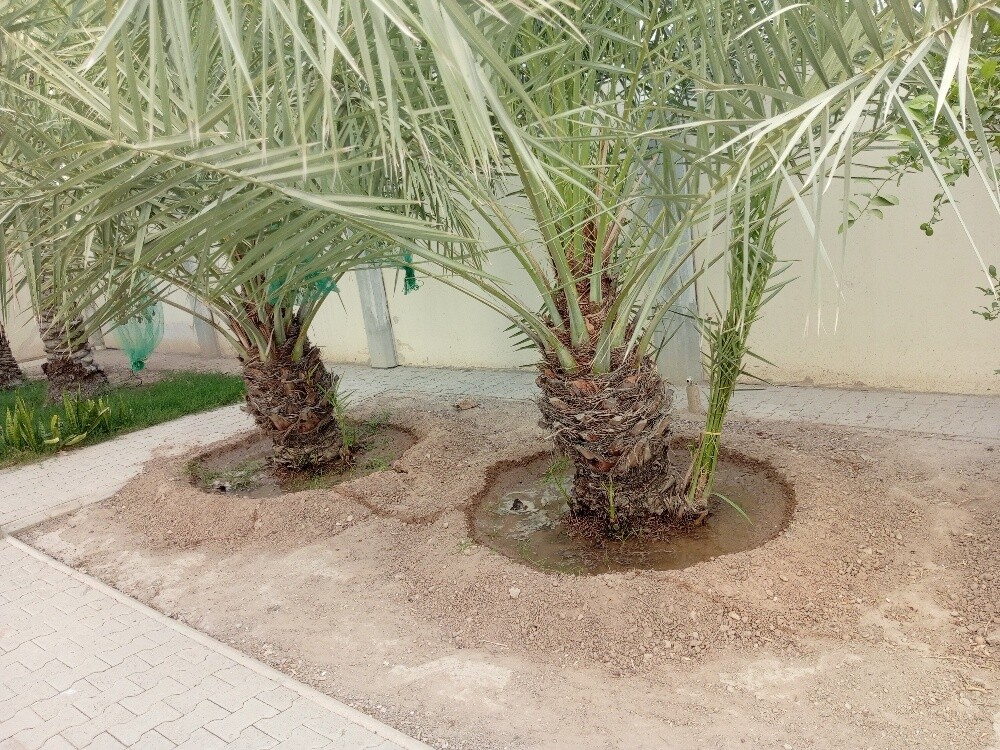 شاھی البلوشیی - 2