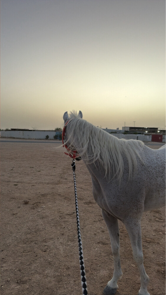 نوماس الشقب - 6