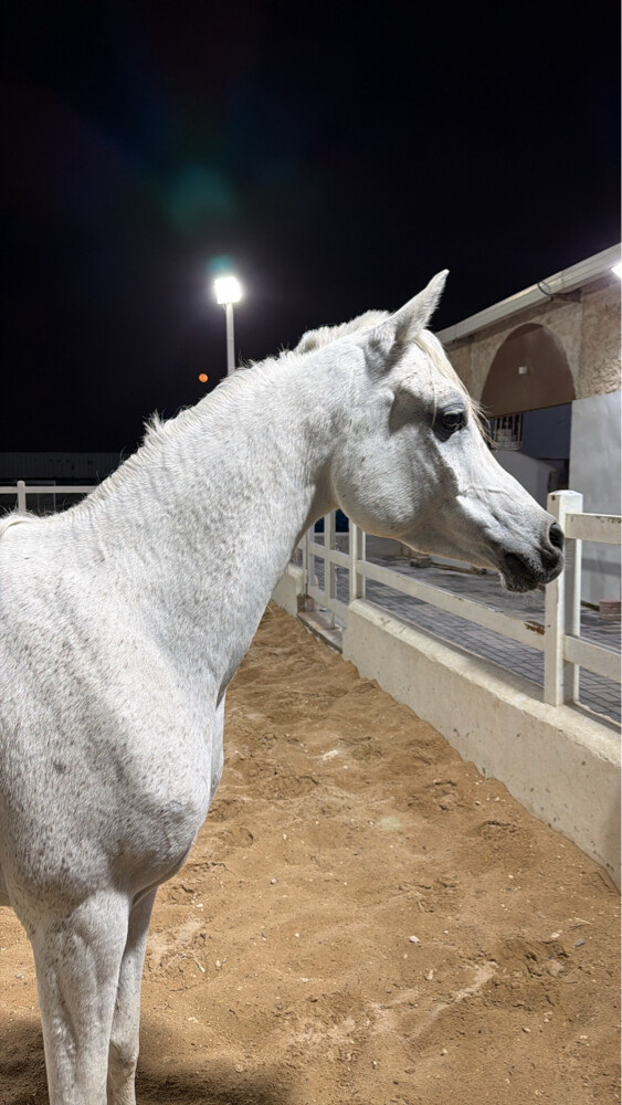 نوماس الشقب - 3
