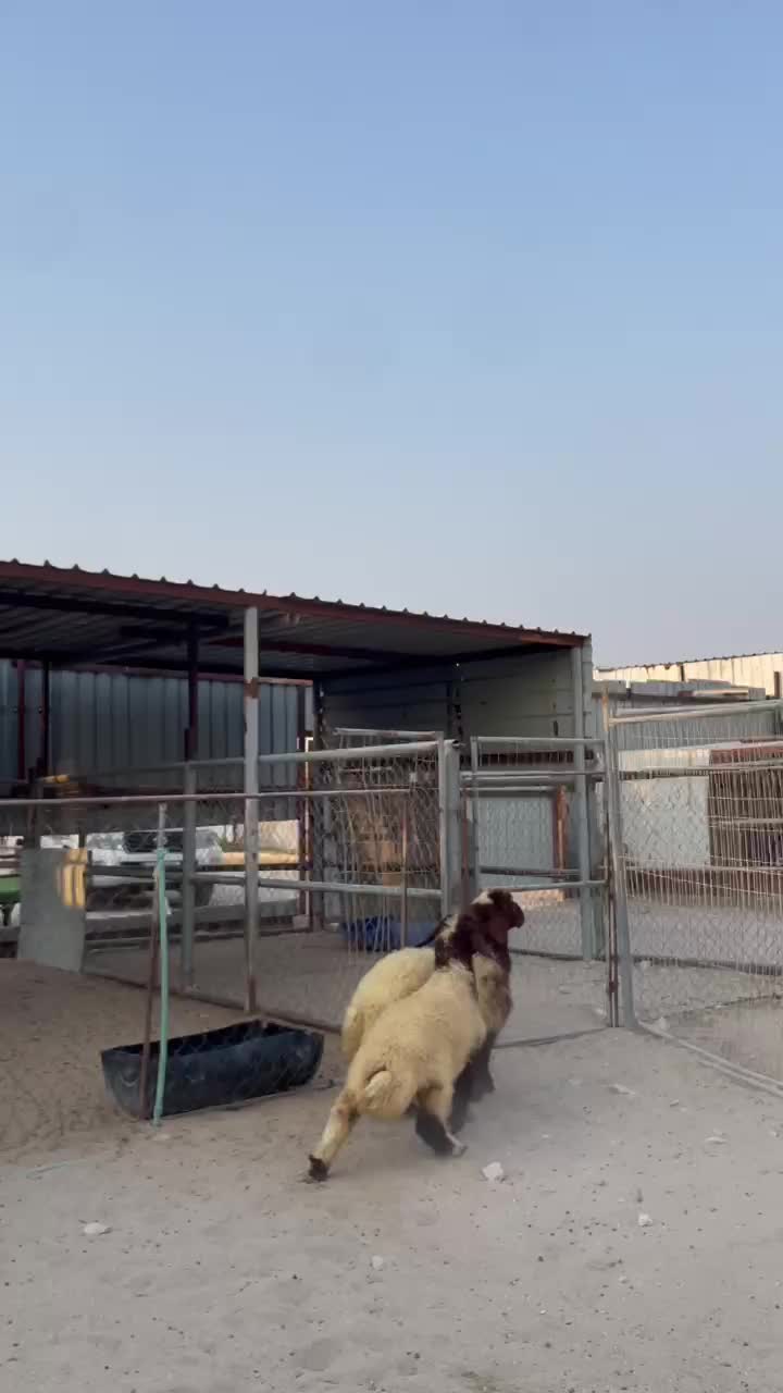 رخال بلديه فل الفل - 1