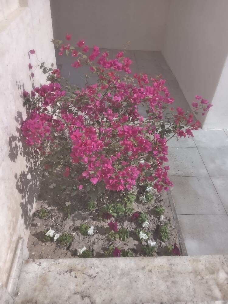 جميع لأشجار الزينه - 5