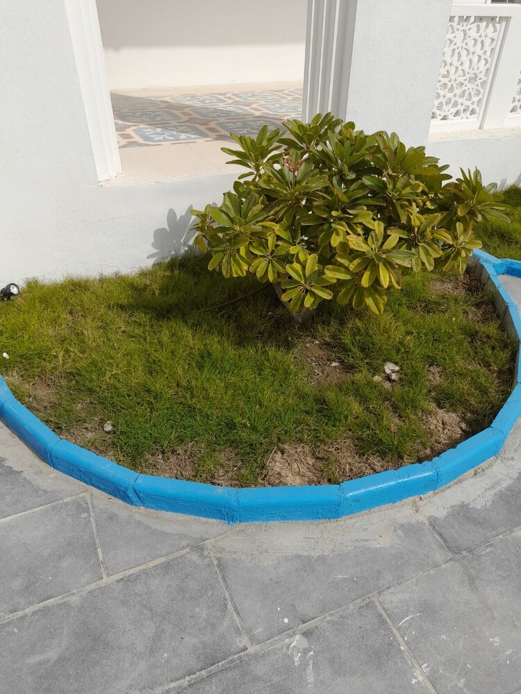 جميع لأشجار الزينه - 2