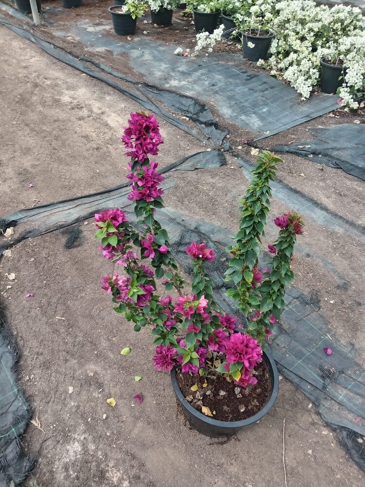 جميع لأشجار الزينه - 4