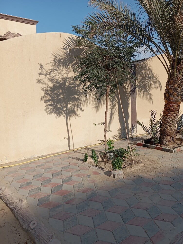 جميع انواع الاشجار المثمره - 8
