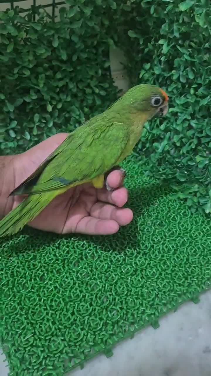 Peach Fronted Conure Chick - 1