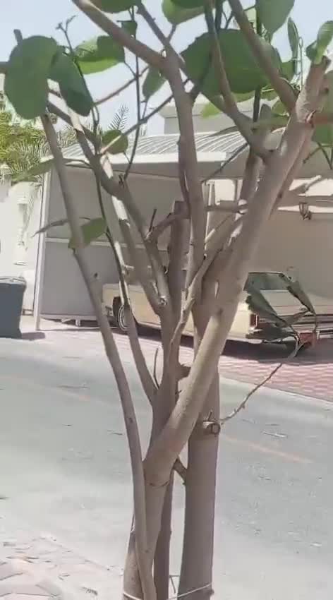 توريد وتركيب جميع انواع لأشجار - 12