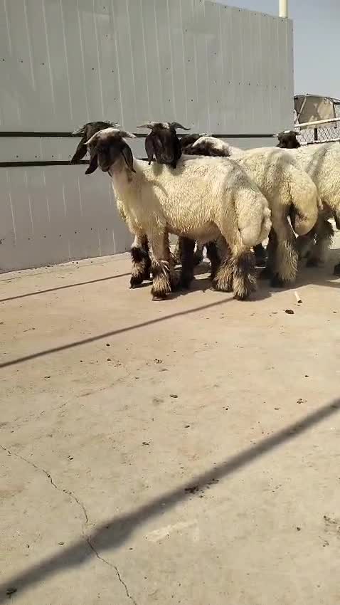 جذعان وطليان صنف  - 1