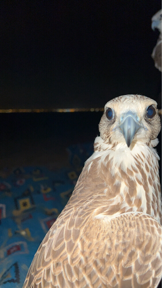 للبيع - 1