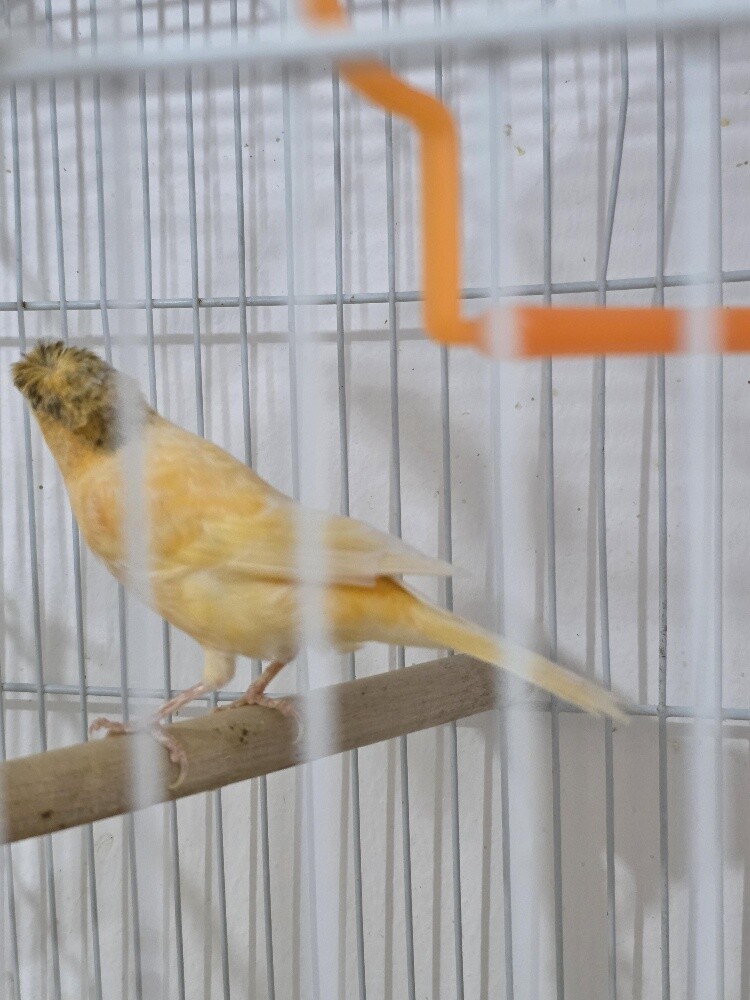 Canary Male Orange Ready - 4