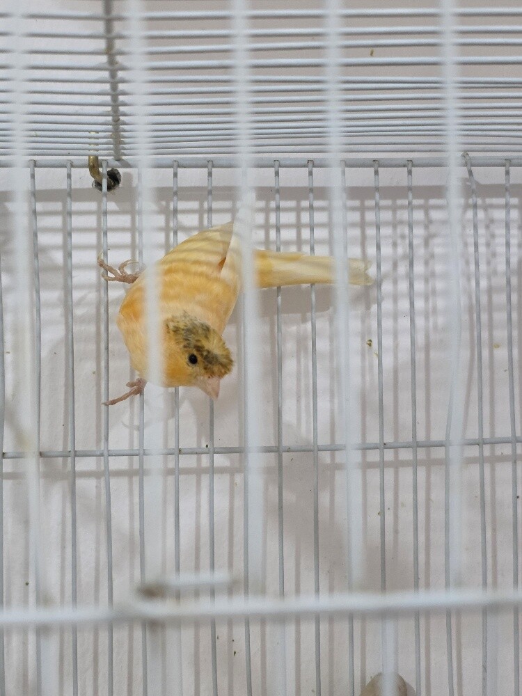 Canary Male Orange Ready - 2