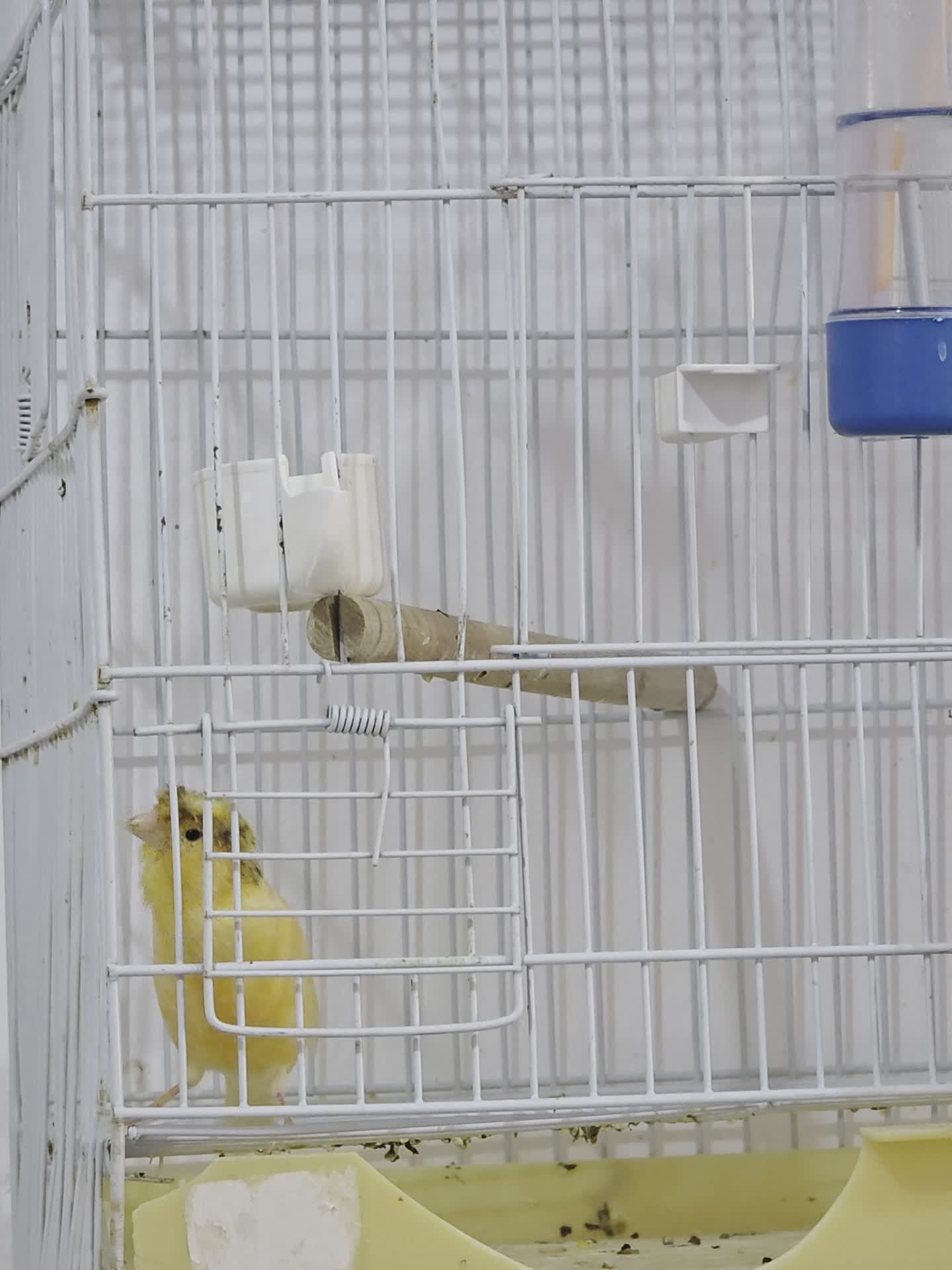 Canary Male Orange Ready - 1