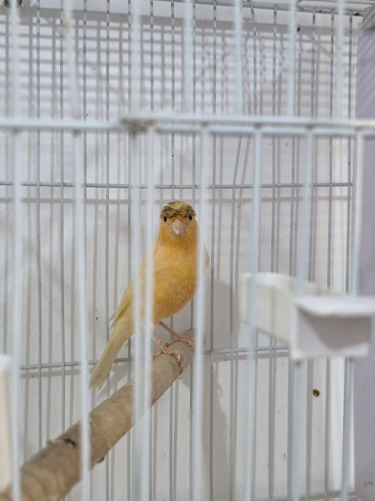 Canary Male Orange Ready - 3