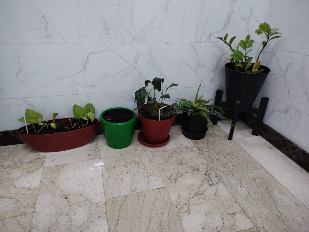 plants with pots - 1