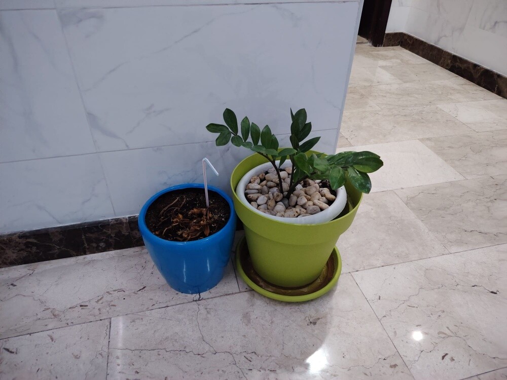 plants with pots - 2