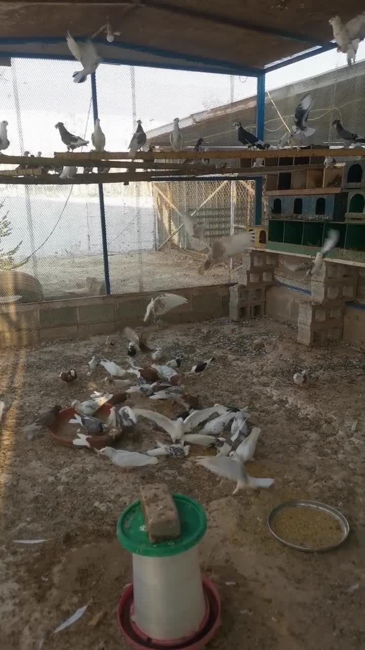 حمام منوع - 3