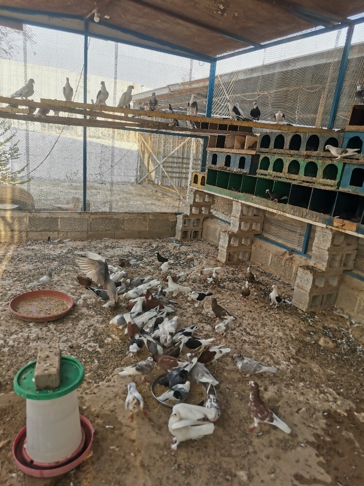 حمام منوع - 2