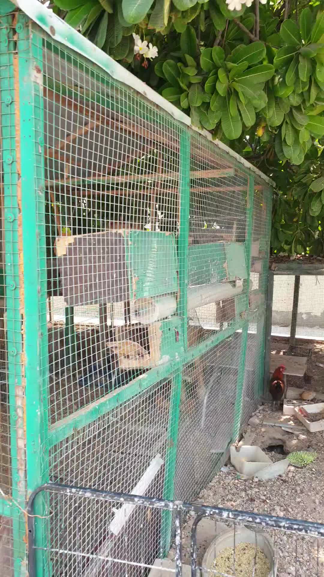 cage - 1