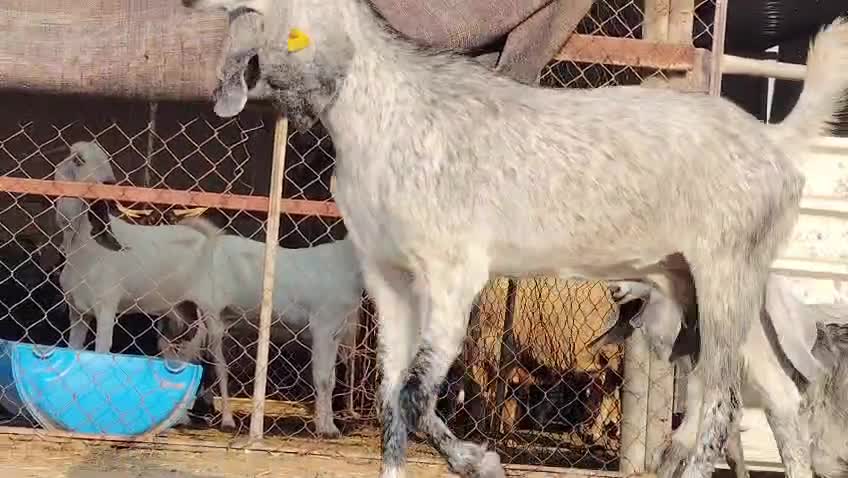 للبيع عنز متاومه تحتها جمده وتيس - 5