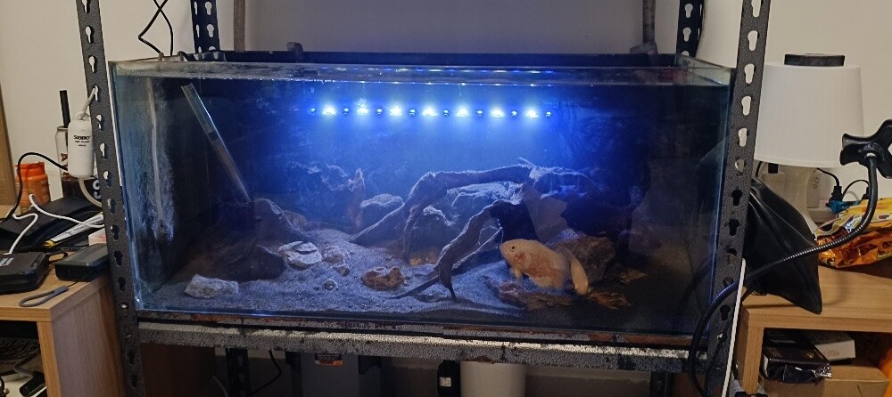 For Sale – 2 Complete Aquariums - 3