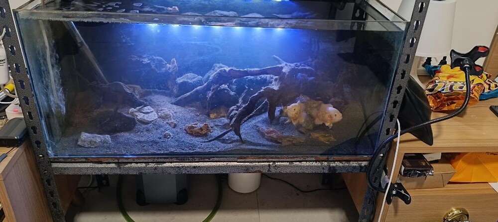 For Sale – 2 Complete Aquariums - 2